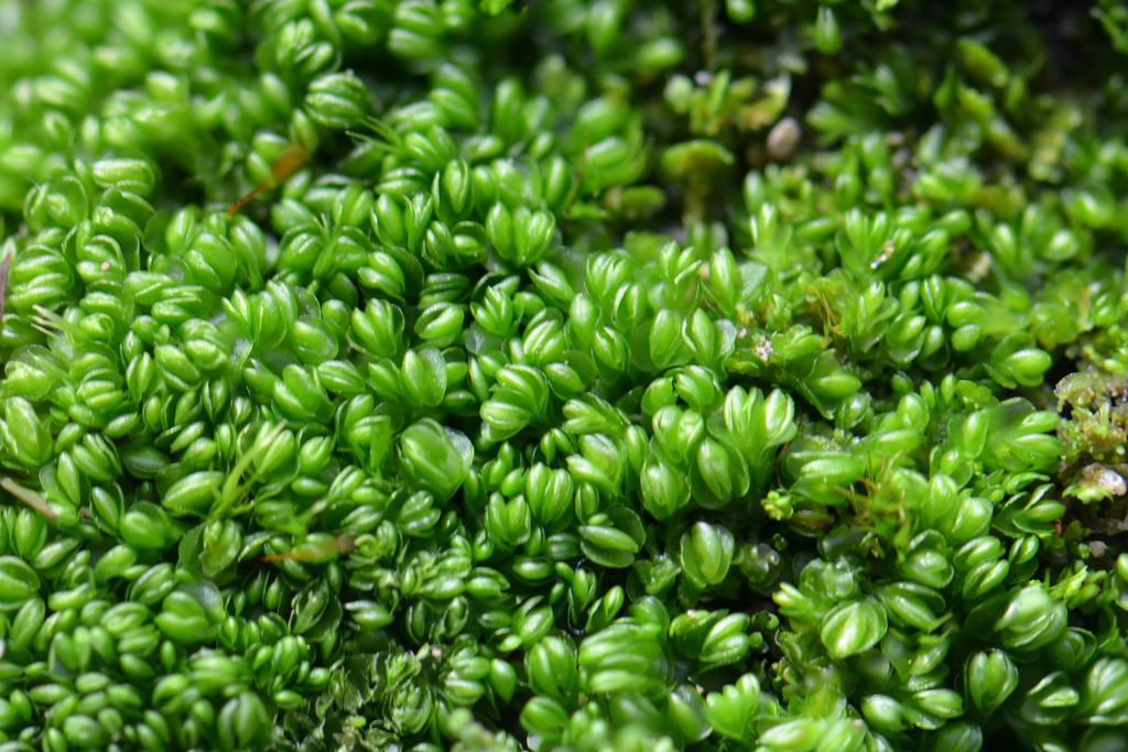 Представитель Семейства Gyrothyraceae